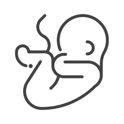 Line drawing of a human fetus in the womb, depicted in a curled position with the umbilical cord visible.